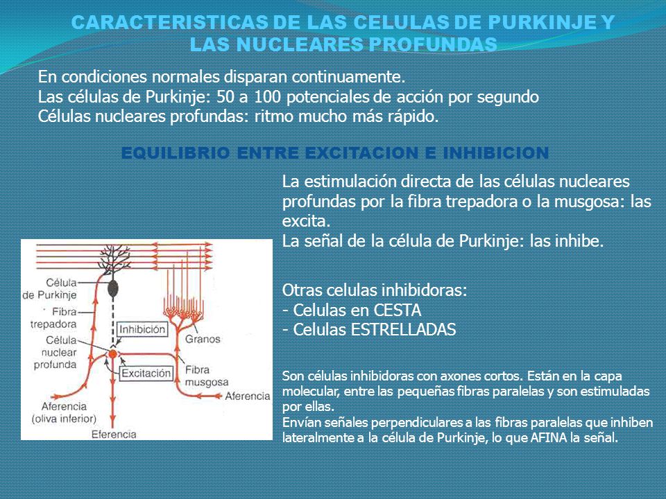 CARACTERISTICAS DE LAS CELULAS DE PURKINJE Y LAS NUCLEARES PROFUNDAS