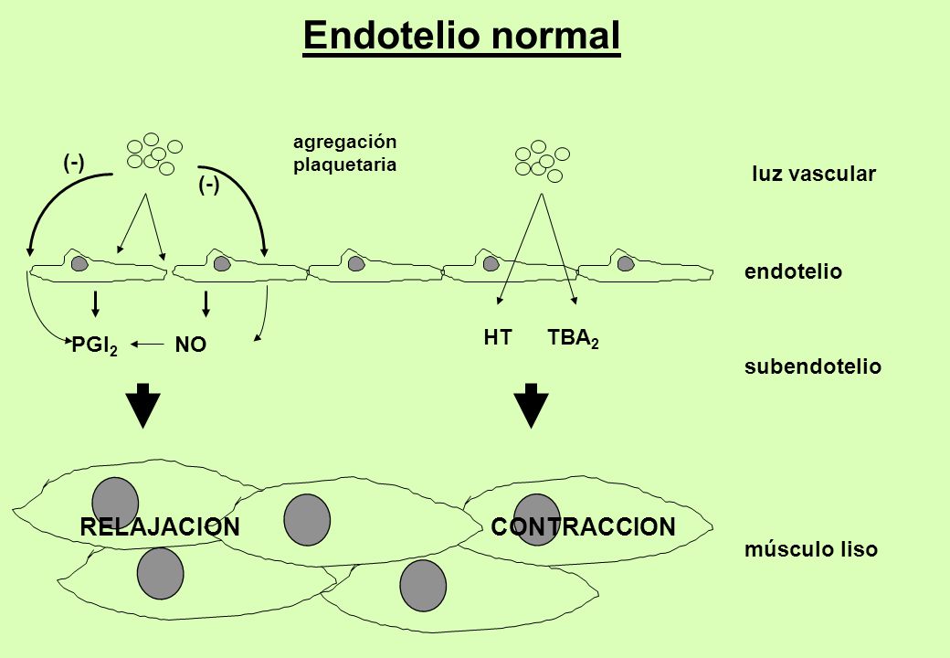 Endotelio normal RELAJACION CONTRACCION (-) luz vascular (-) endotelio