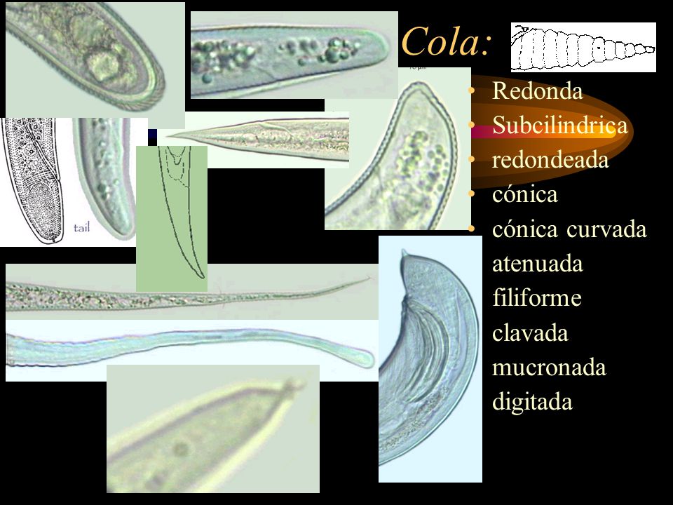 Cola: Redonda Subcilindrica redondeada cónica cónica curvada atenuada