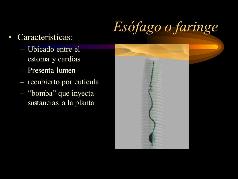Esófago o faringe Características: Ubicado entre el estoma y cardias