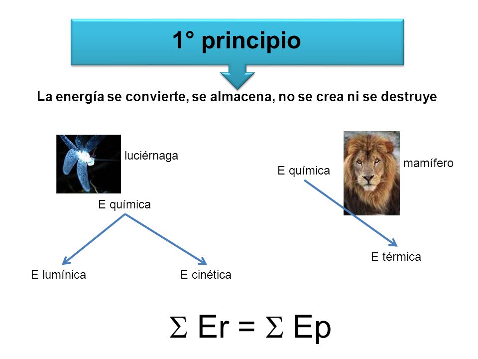 La energía se convierte, se almacena, no se crea ni se destruye