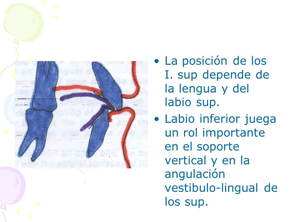 La posición de los I. sup depende de la lengua y del labio sup.
