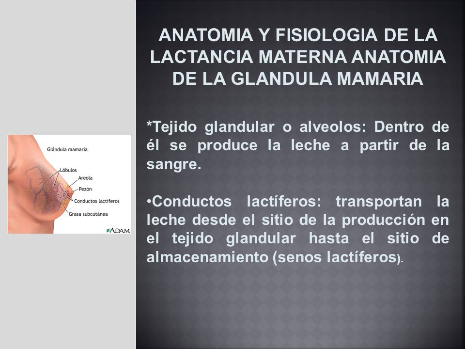 ANATOMIA Y FISIOLOGIA DE LA LACTANCIA MATERNA ANATOMIA DE LA GLANDULA MAMARIA