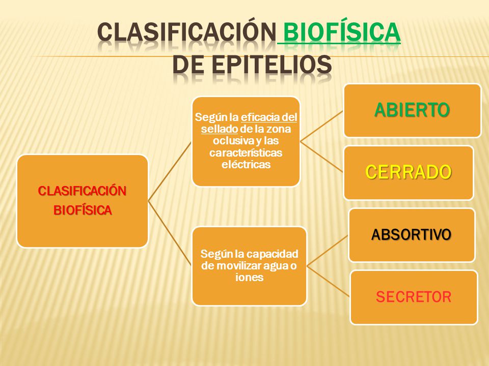 CLASIFICACIÓN biofísica DE EPITELIOS