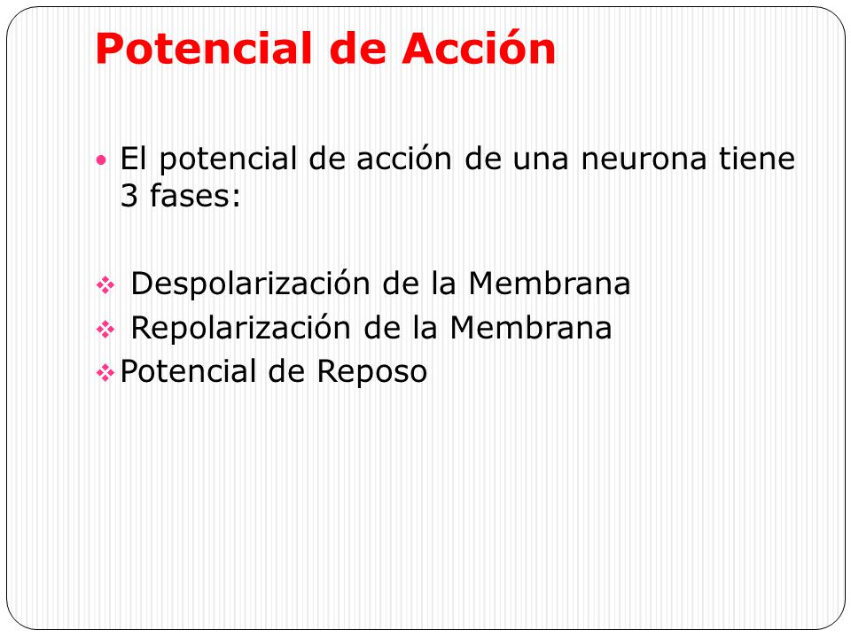 Potencial de Acción El potencial de acción de una neurona tiene 3 fases: Despolarización de la Membrana.