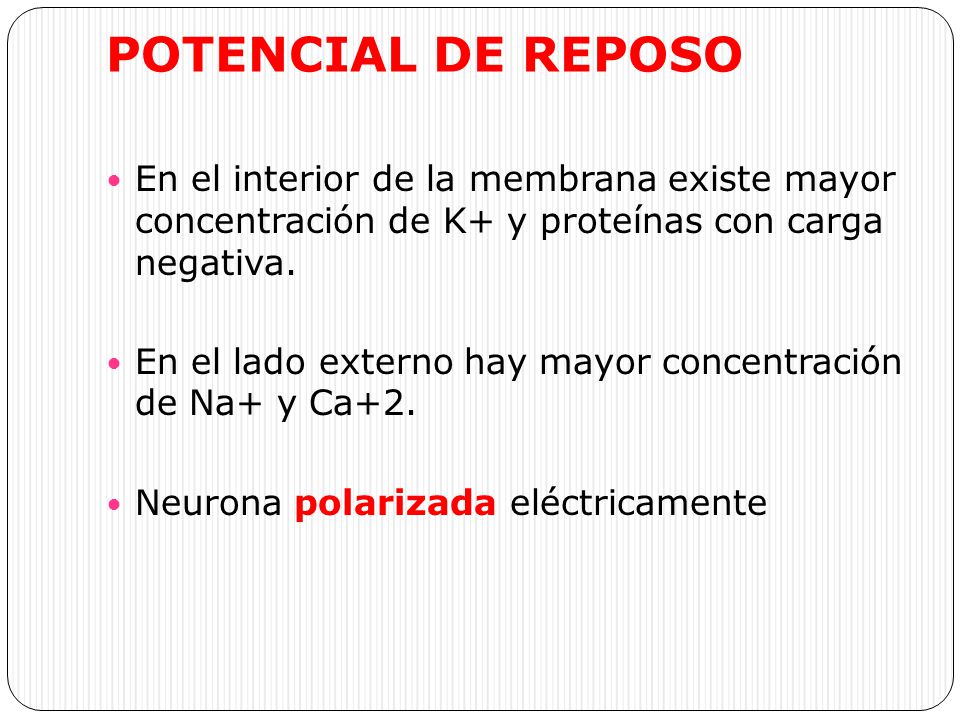 POTENCIAL DE REPOSO En el interior de la membrana existe mayor concentración de K+ y proteínas con carga negativa.