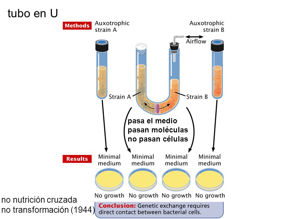 tubo en U tubo en U. pasa el medio. pasan moléculas. no pasan células. La conjugación requiere contacto entre las bacterias.