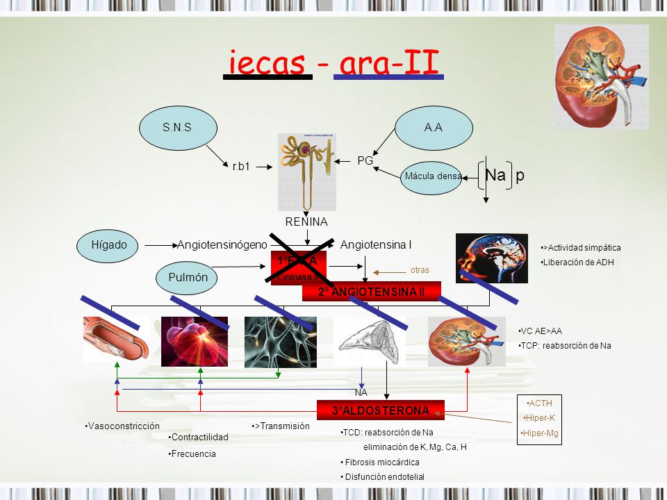 iecas - ara-II Na p S.N.S A.A PG r.b1 RENINA Hígado Angiotensinógeno