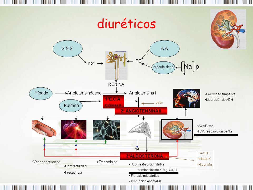 diuréticos Na p S.N.S A.A PG r.b1 RENINA Hígado Angiotensinógeno