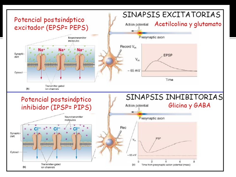 Generalmente. si una sinapsis excitatoria es fuerte, un potencial de acción en la neurona presináptica iniciará otro potencial en la célula postsináptica. En una sinapsis débil, el potencial excitatorio postsináptico ( PEPS ) no alcanzará el umbral para la iniciación del potencial de acción. En el cerebro, cada neurona mantiene conexiones o sinapsis con muchas otras, pudiendo recibir cada una de ellas múltiples señales. Cuando se disparan potenciales de acción simultáneamente en varias neuronas que se unen en sinapsis débiles a otra neurona, pueden forzar el inicio de un impulso en esa célula a pesar de que las sinapsis son débiles.