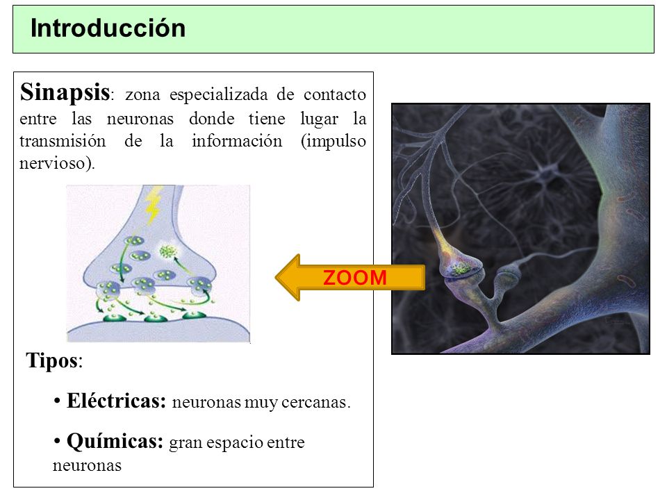 Introducción Sinapsis: zona especializada de contacto entre las neuronas donde tiene lugar la transmisión de la información (impulso nervioso).