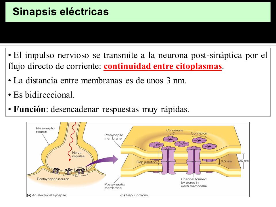 Sinapsis eléctricas El impulso nervioso se transmite a la neurona post-sináptica por el flujo directo de corriente: continuidad entre citoplasmas.