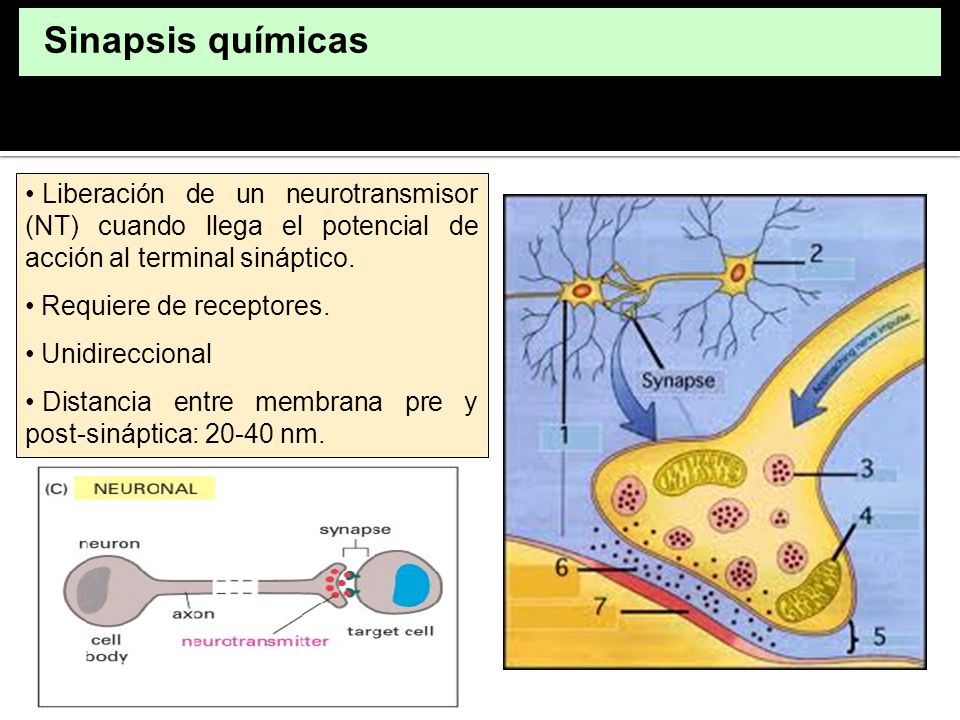 Sinapsis químicas Liberación de un neurotransmisor (NT) cuando llega el potencial de acción al terminal sináptico.