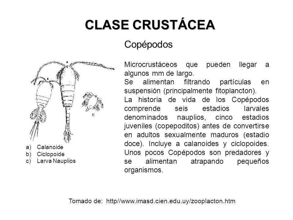 Tomado de: http//