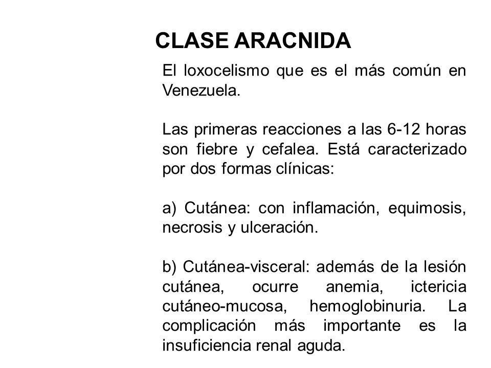 CLASE ARACNIDA El loxocelismo que es el más común en Venezuela.