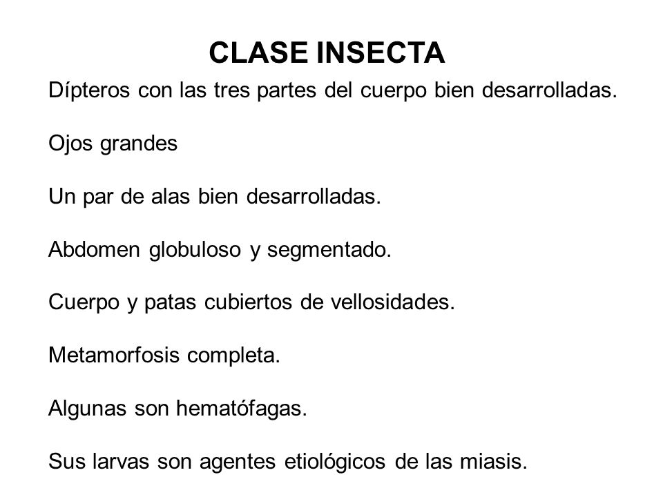 CLASE INSECTA Dípteros con las tres partes del cuerpo bien desarrolladas. Ojos grandes. Un par de alas bien desarrolladas.