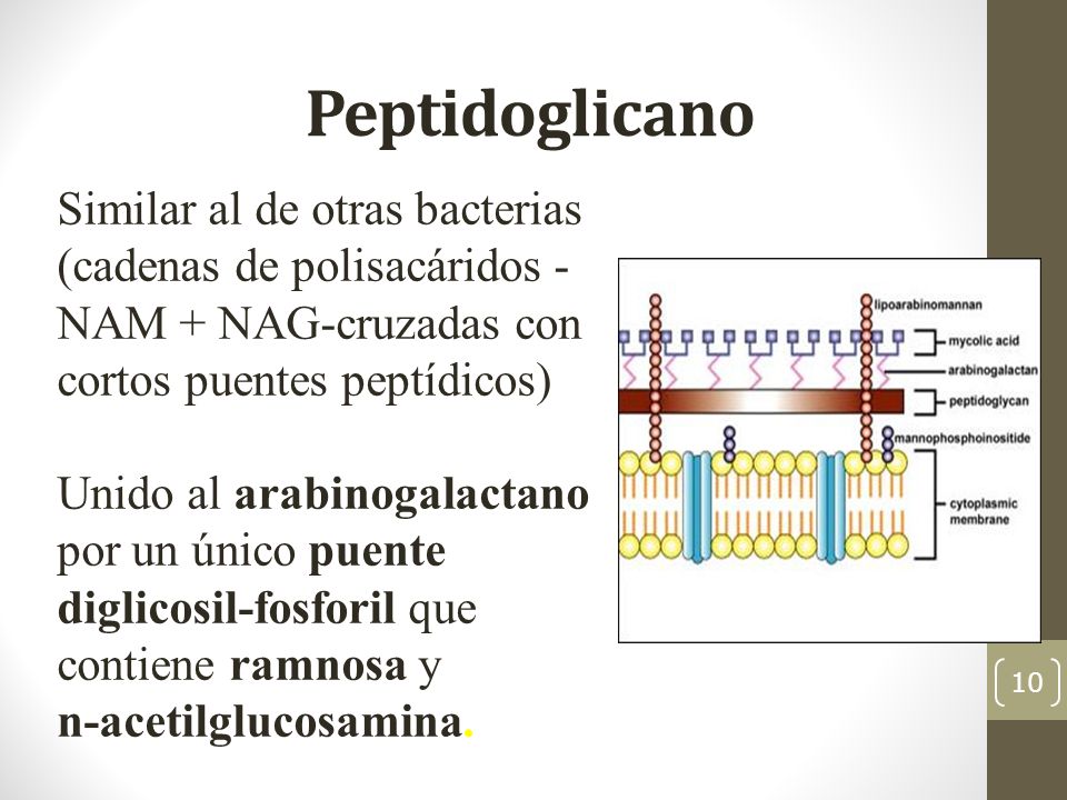 Peptidoglicano Similar al de otras bacterias (cadenas de polisacáridos -NAM + NAG-cruzadas con cortos puentes peptídicos)
