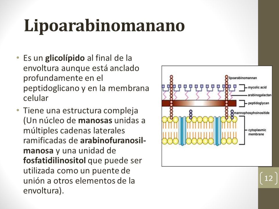Lipoarabinomanano Es un glicolípido al final de la envoltura aunque está anclado profundamente en el peptidoglicano y en la membrana celular.