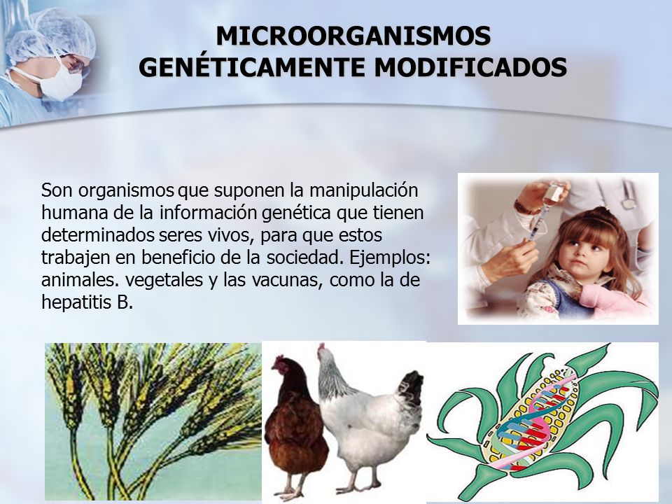 MICROORGANISMOS GENÉTICAMENTE MODIFICADOS