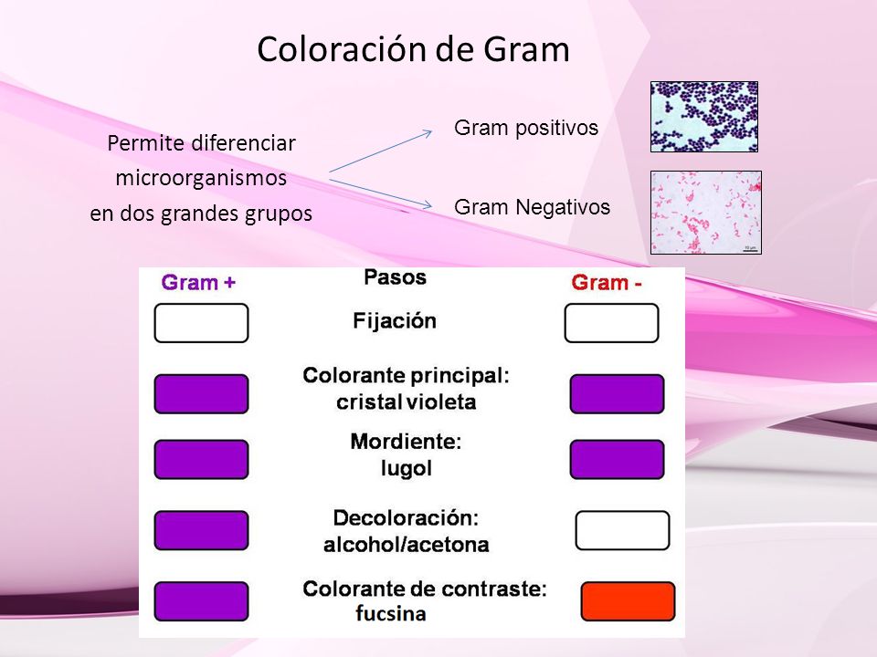 Permite diferenciar microorganismos en dos grandes grupos