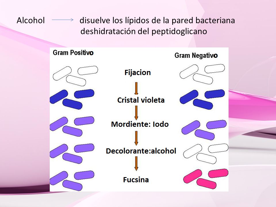 Alcohol disuelve los lípidos de la pared bacteriana deshidratación del peptidoglicano