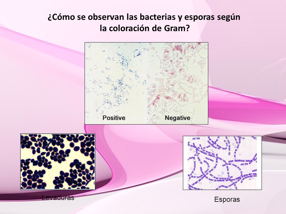 ¿Cómo se observan las bacterias y esporas según la coloración de Gram