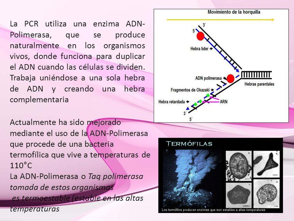 La PCR utiliza una enzima ADN-Polimerasa, que se produce naturalmente en los organismos vivos, donde funciona para duplicar el ADN cuando las células se dividen. Trabaja uniéndose a una sola hebra de ADN y creando una hebra complementaria