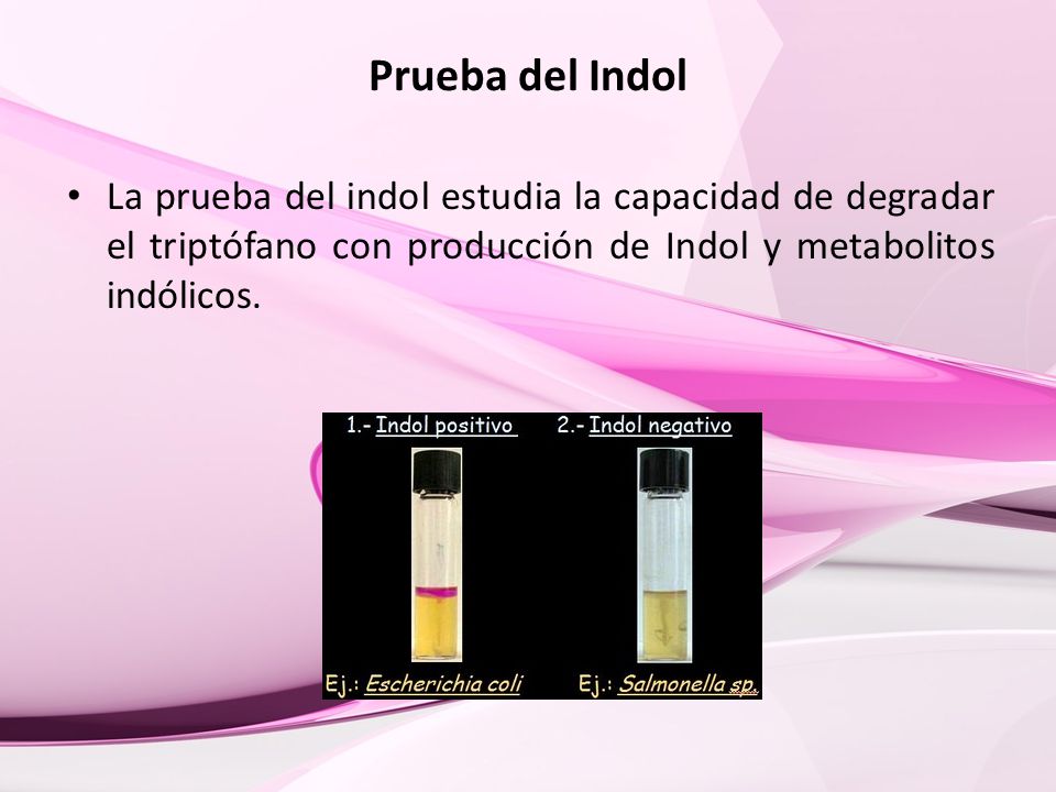 Prueba del Indol La prueba del indol estudia la capacidad de degradar el triptófano con producción de Indol y metabolitos indólicos.