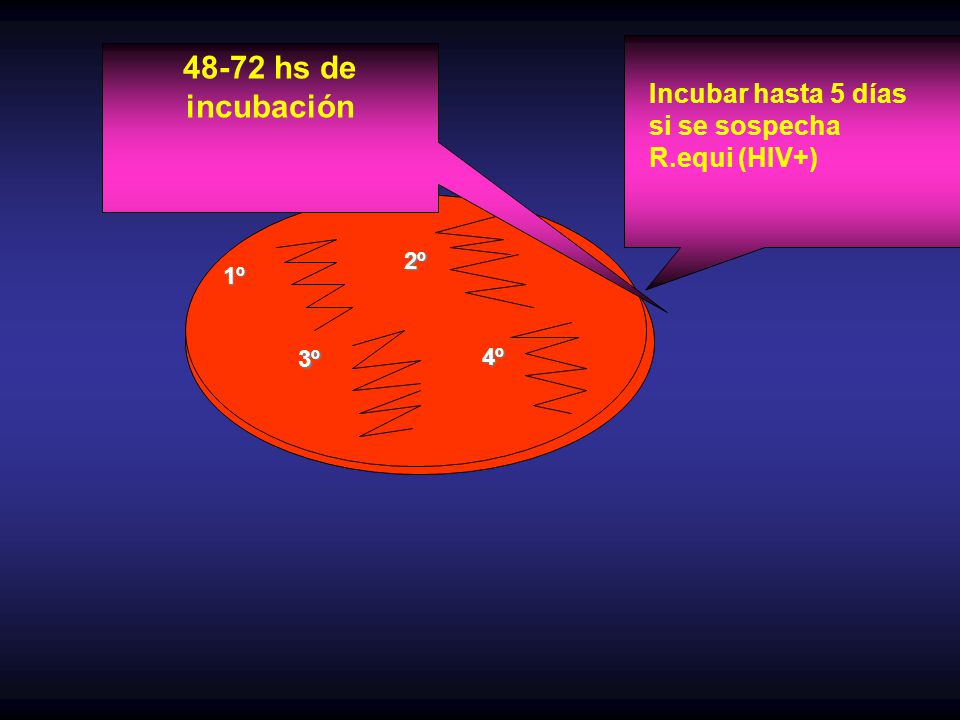 48-72 hs de incubación Incubar hasta 5 días si se sospecha