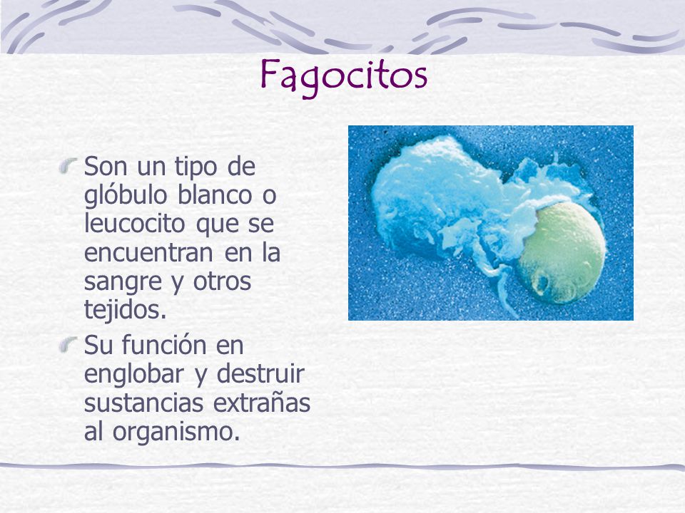 Fagocitos Son un tipo de glóbulo blanco o leucocito que se encuentran en la sangre y otros tejidos.