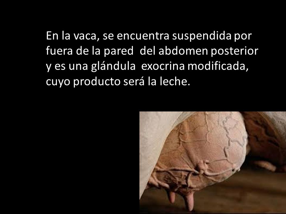 En la vaca, se encuentra suspendida por fuera de la pared del abdomen posterior y es una glándula exocrina modificada, cuyo producto será la leche.