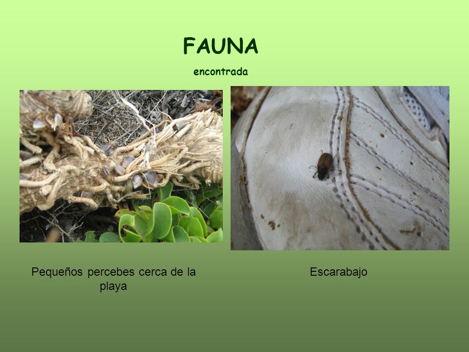 Pequeños percebes cerca de la playa