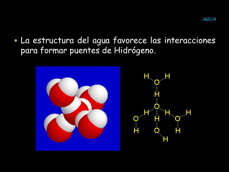 AGUA La estructura del agua favorece las interacciones para formar puentes de Hidrógeno.