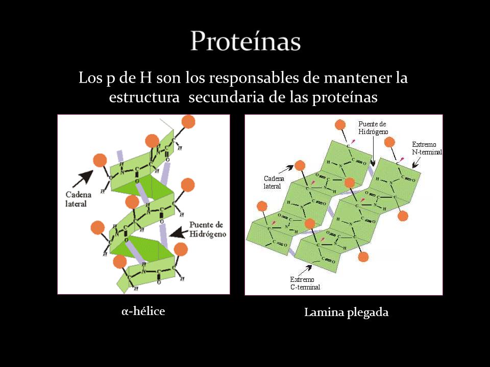 Proteínas Los p de H son los responsables de mantener la estructura secundaria de las proteínas. α-hélice.
