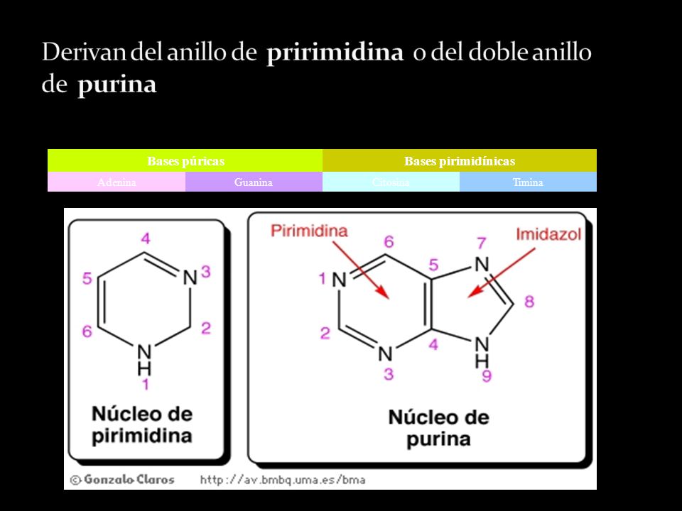Derivan del anillo de pririmidina o del doble anillo de purina