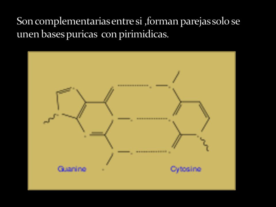 Son complementarias entre si ,forman parejas solo se unen bases puricas con pirimidicas.
