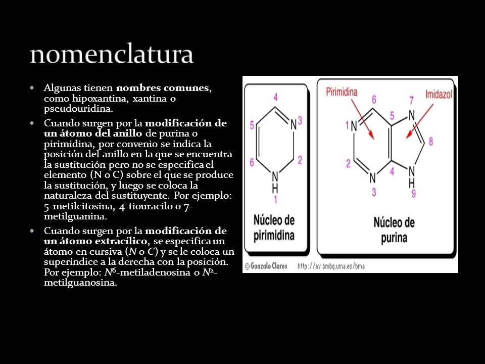 nomenclatura Algunas tienen nombres comunes, como hipoxantina, xantina o pseudouridina.