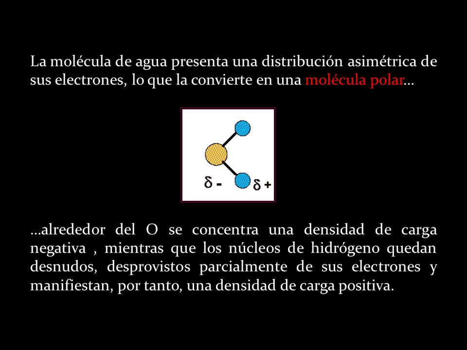 La molécula de agua presenta una distribución asimétrica de sus electrones, lo que la convierte en una molécula polar…