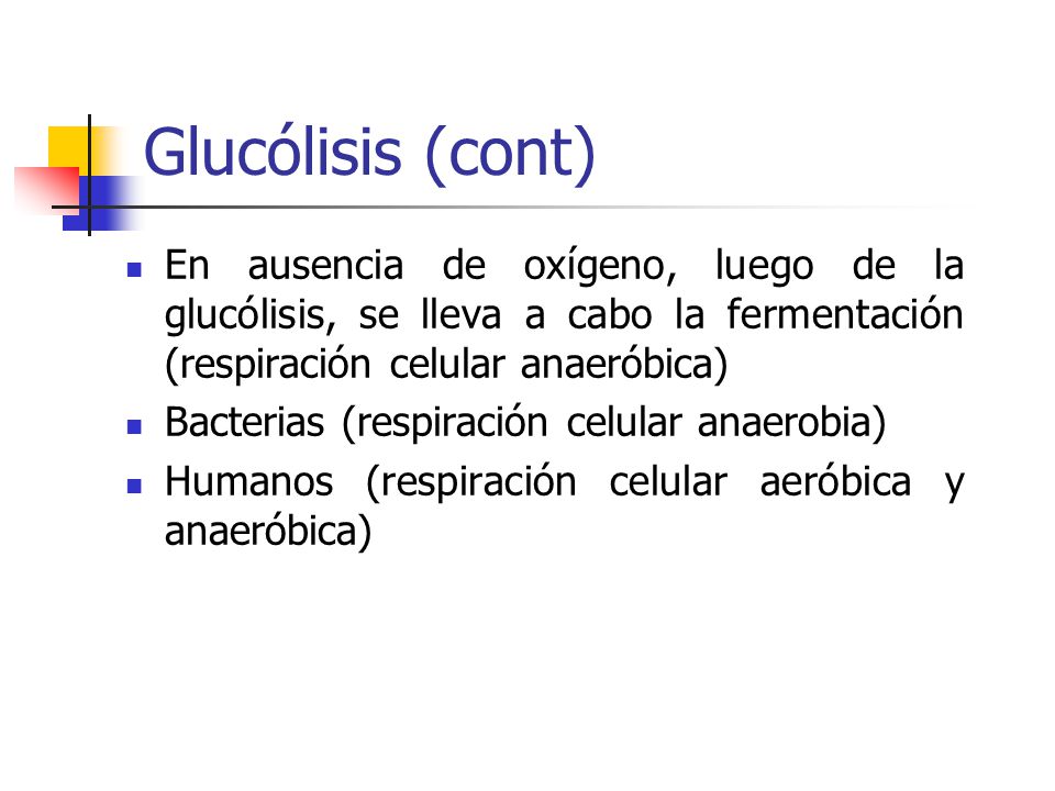 Glucólisis (cont) En ausencia de oxígeno, luego de la glucólisis, se lleva a cabo la fermentación (respiración celular anaeróbica)