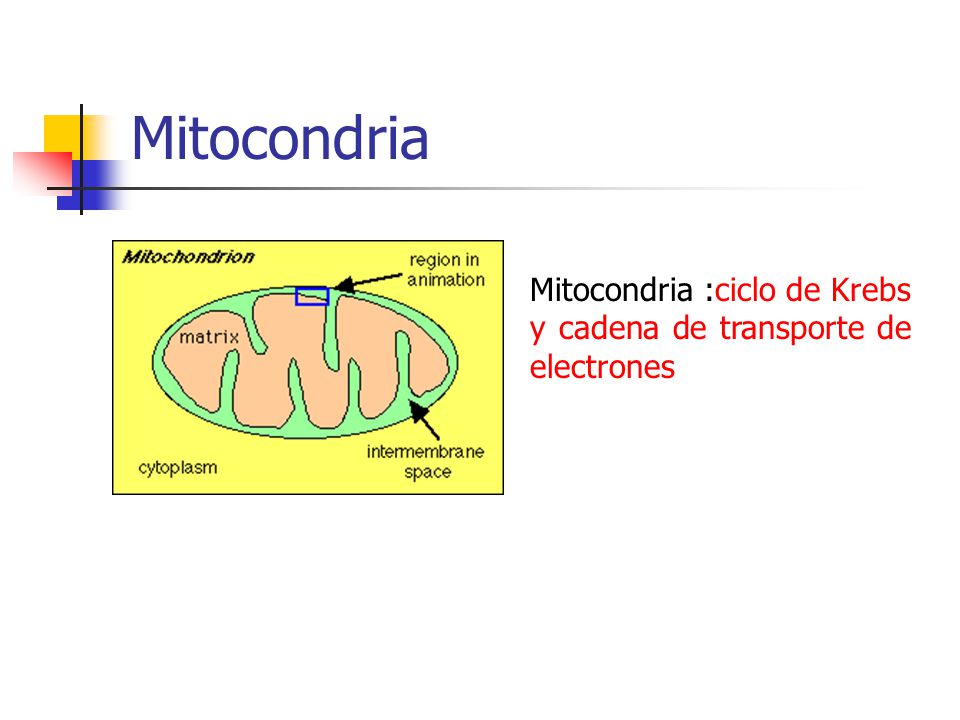 Mitocondria Mitocondria :ciclo de Krebs y cadena de transporte de electrones