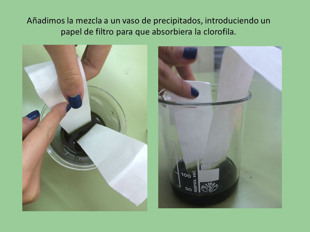 Añadimos la mezcla a un vaso de precipitados, introduciendo un papel de filtro para que absorbiera la clorofila.