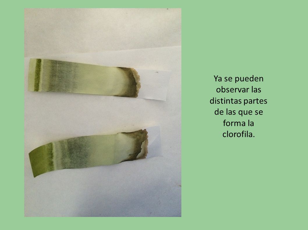 Ya se pueden observar las distintas partes de las que se forma la clorofila.