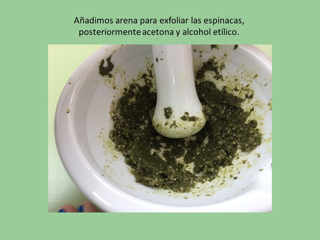 Añadimos arena para exfoliar las espinacas, posteriormente acetona y alcohol etílico.