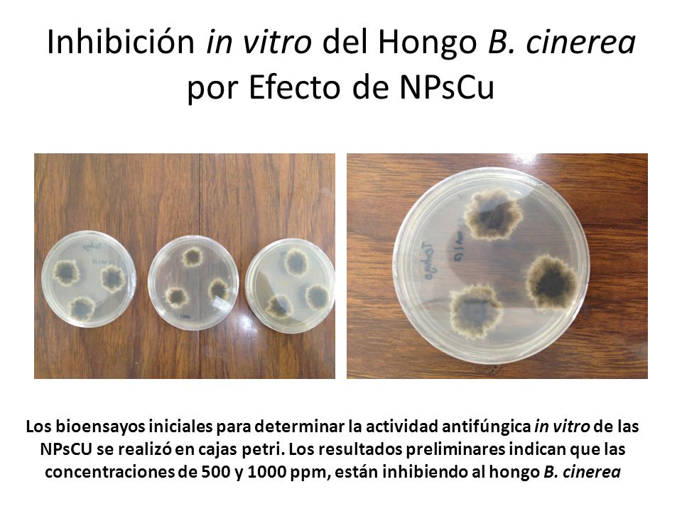 Inhibición in vitro del Hongo B. cinerea por Efecto de NPsCu