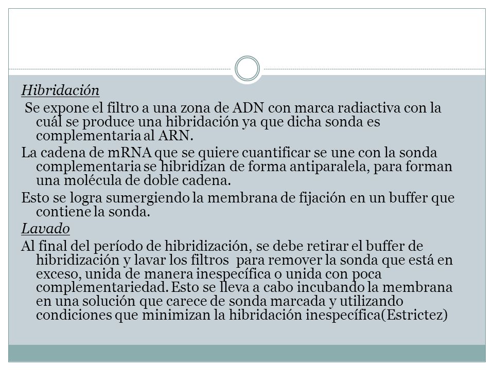 Hibridación Se expone el filtro a una zona de ADN con marca radiactiva con la cuál se produce una hibridación ya que dicha sonda es complementaria al ARN.
