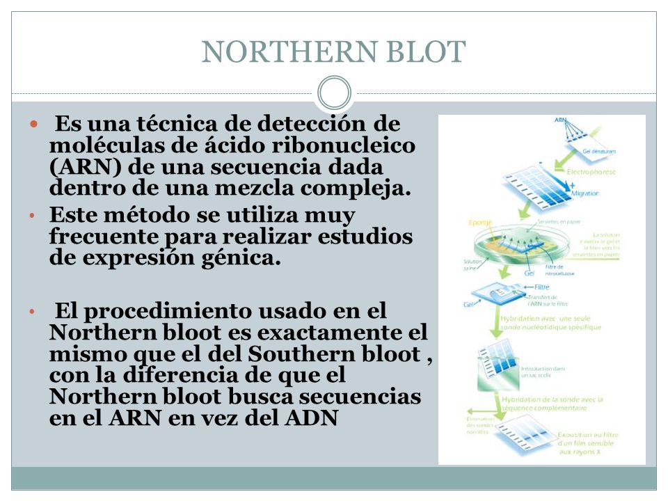 NORTHERN BLOT Es una técnica de detección de moléculas de ácido ribonucleico (ARN) de una secuencia dada dentro de una mezcla compleja.