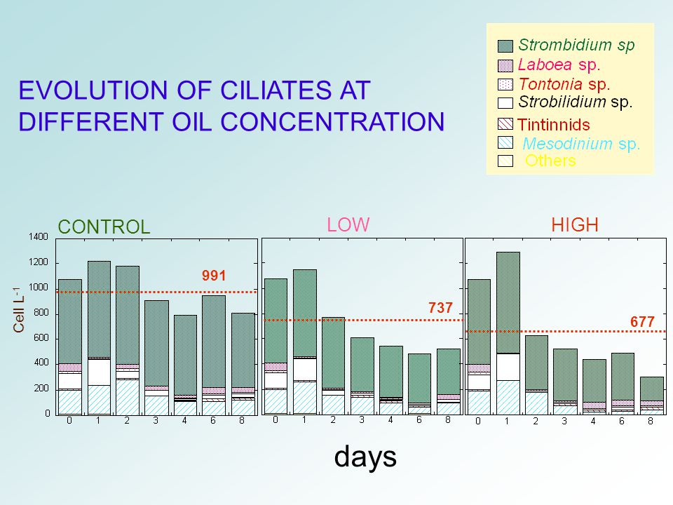 days EVOLUTION OF CILIATES AT DIFFERENT OIL CONCENTRATION CONTROL LOW