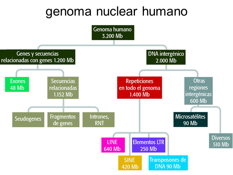 genoma nuclear humano Figura 7.10 Genomes 3 (© Garland Science 2007)