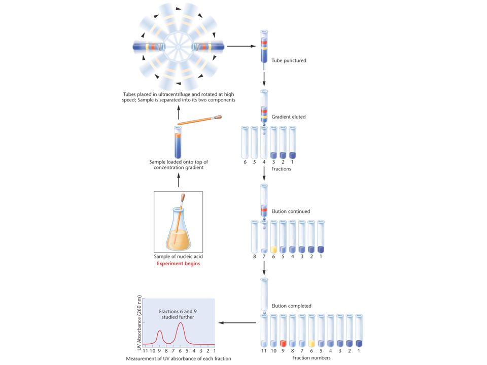 Figure Separation of a mixture of two types of nucleic acid by gradient centrifugation.
