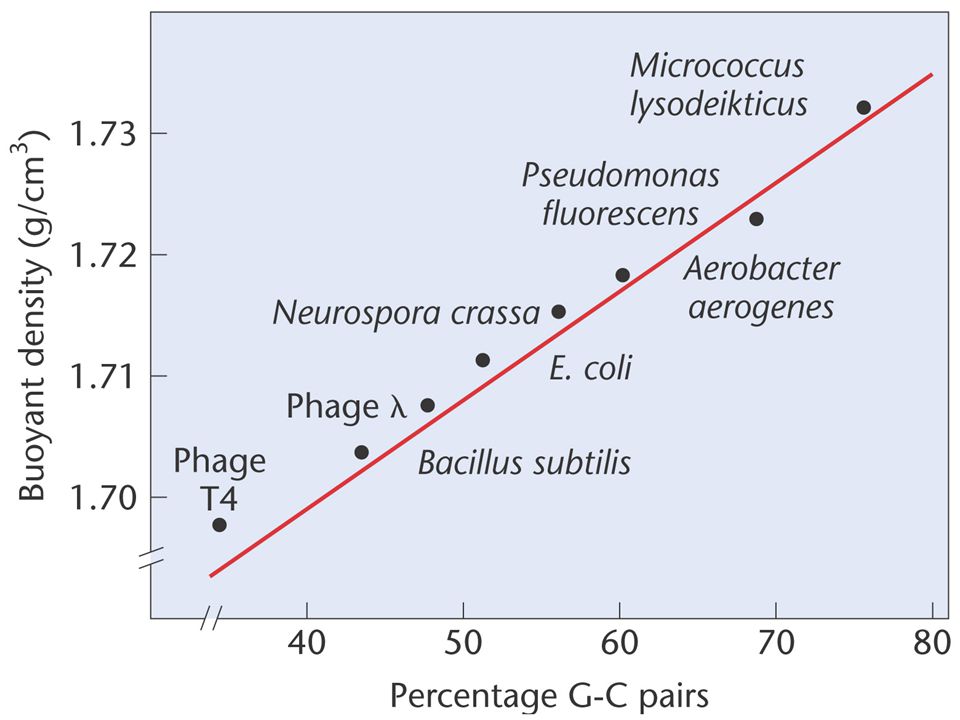 Figure Percentage of guanine–cytosine base pairs in DNA, plotted against buoyant density for a variety of microorganisms.